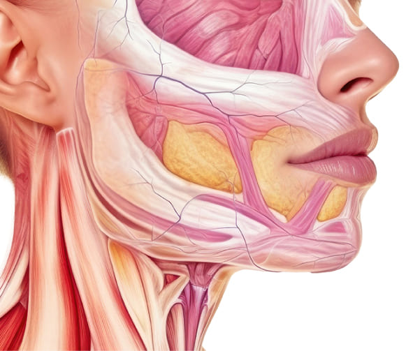 皮下組織の複数の層へ同時アプローチが可能
