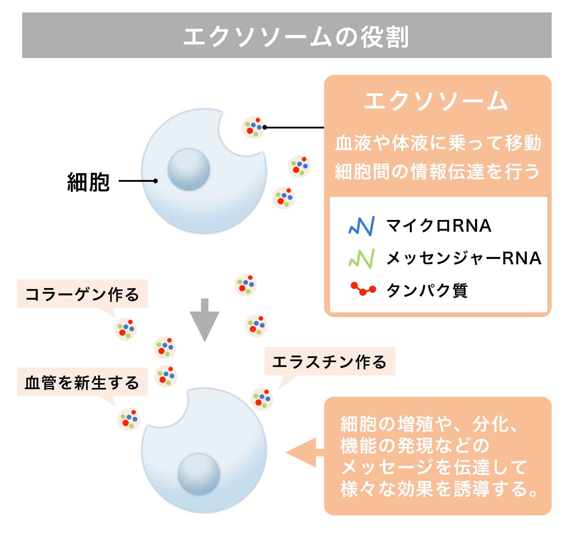 エクソソームの役割
